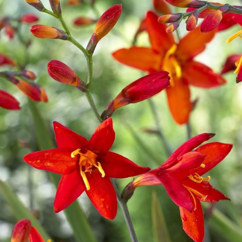 Crocosmia / Montbretia - Babylon