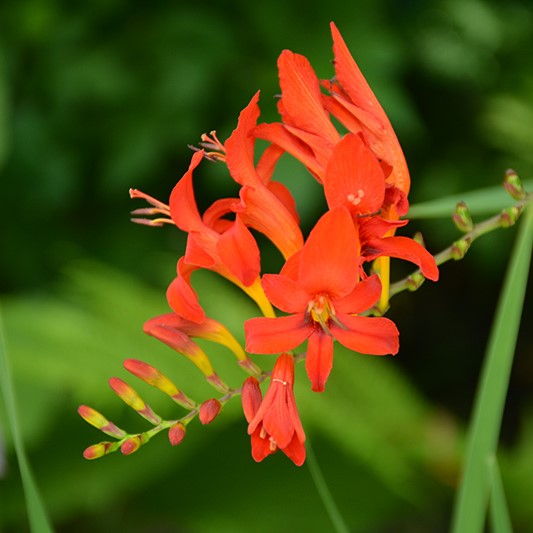 Crocosmia / Montbretia - Babylon