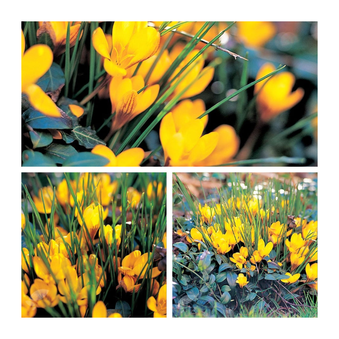 Crocus Species - Fuscotinctus