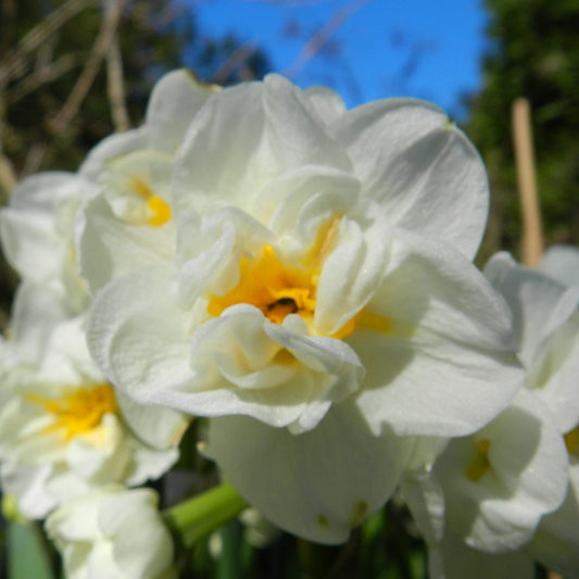 Daffodil - Bridal Crown