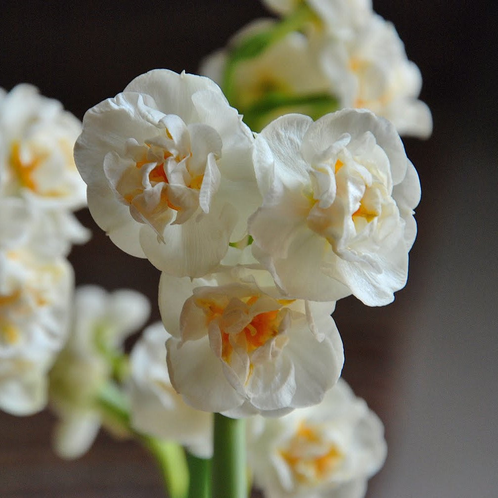 Daffodil - Bridal Crown