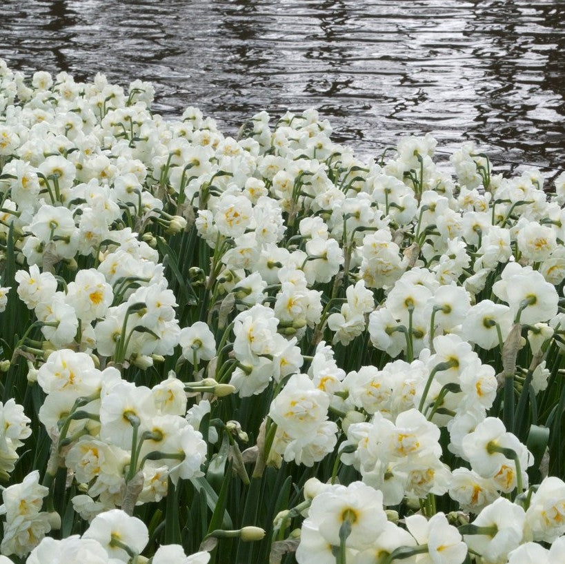 Daffodil - Bridal Crown