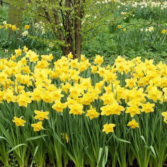 Daffodil - Carlton