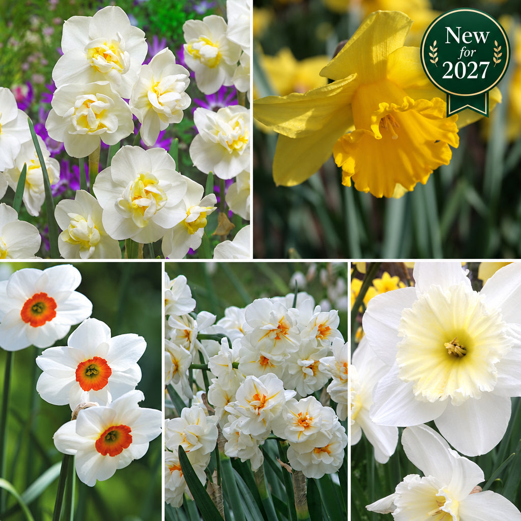 Humphreys Garden Daffodil Collection For Spring 27 x 50 Flower Bulbs -