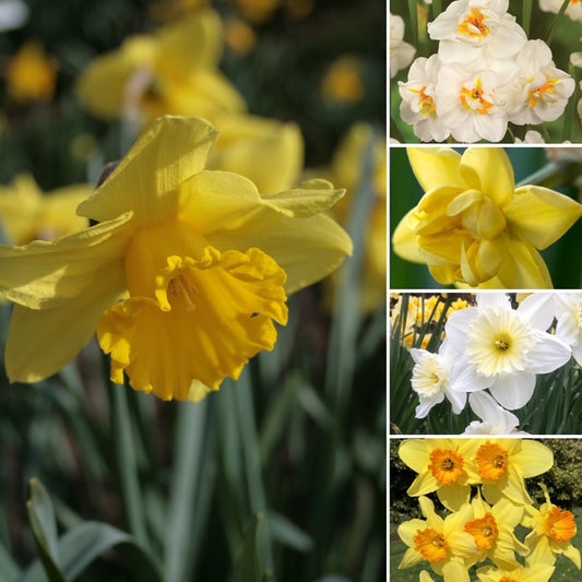 Humphreys Garden Daffodil Collection x 50 Flower Bulbs -