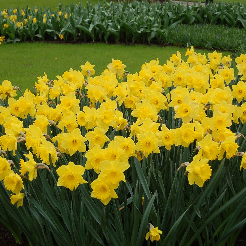 Daffodil - Dutch Master