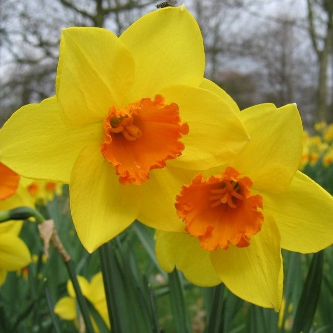 Daffodil - Fortune