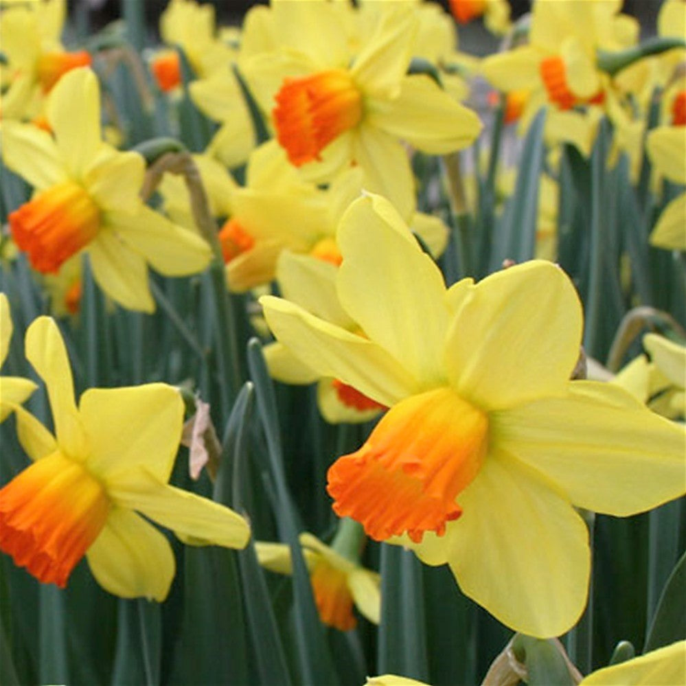 Daffodil - Fortune