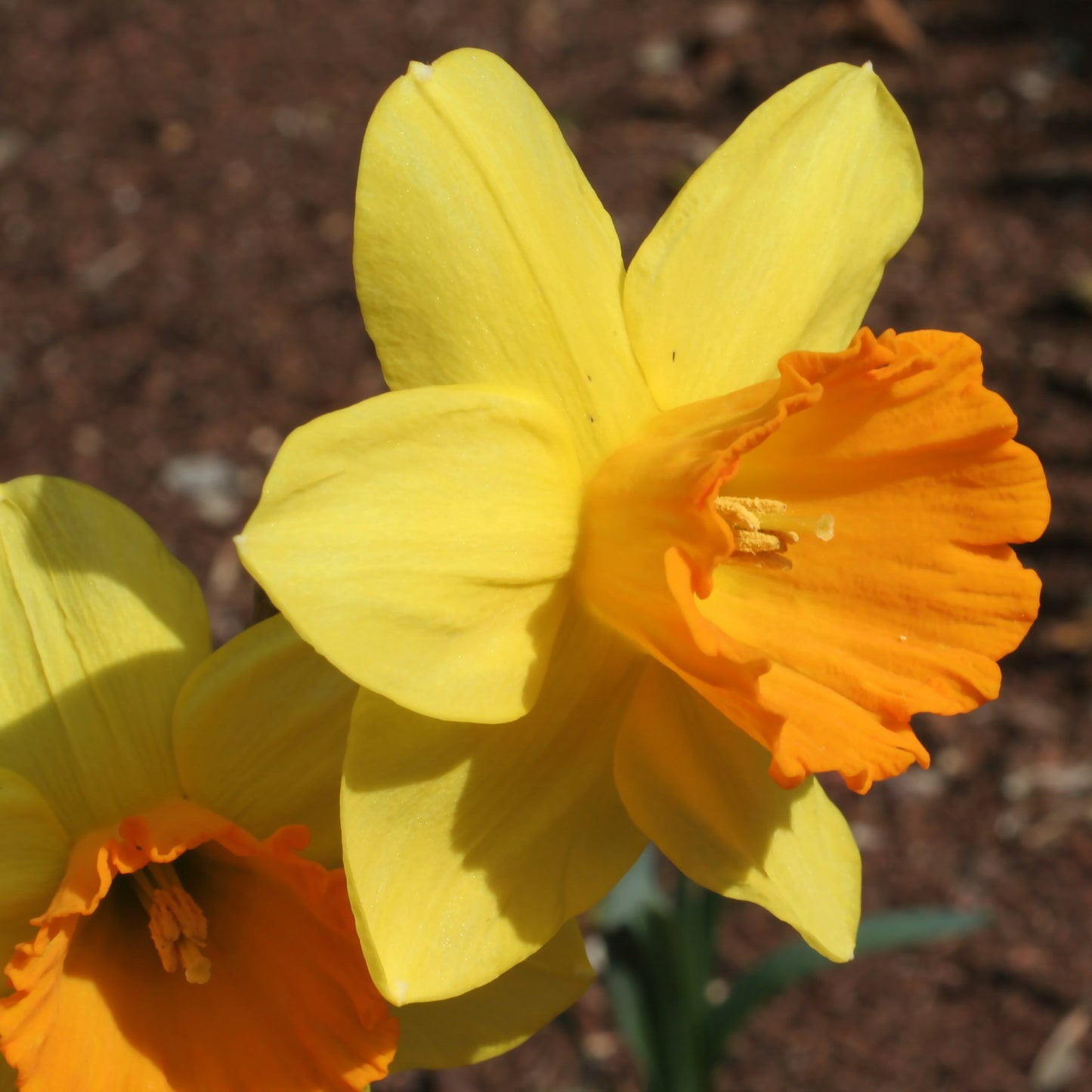 Daffodil - Fortune