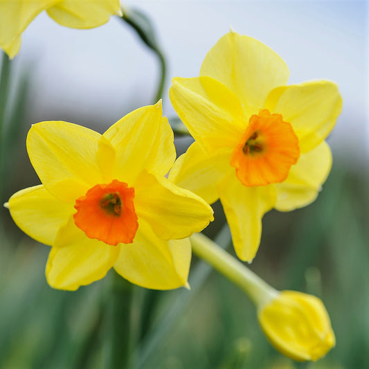 Daffodil - Golden Dawn