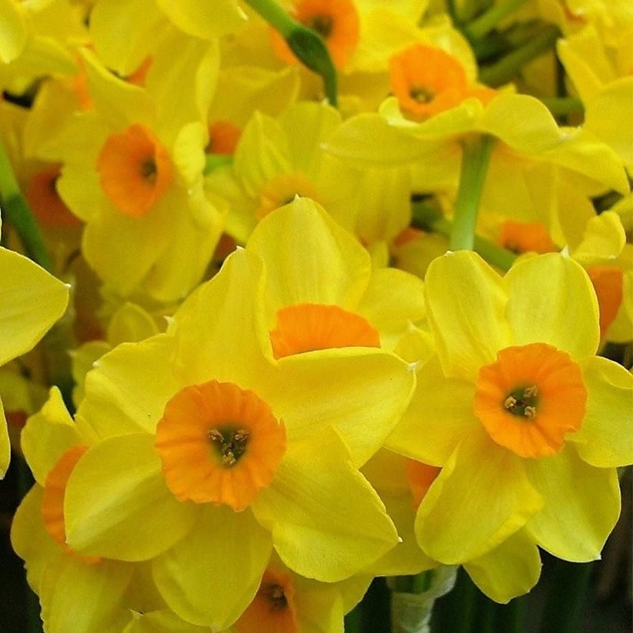 Daffodil - Golden Dawn