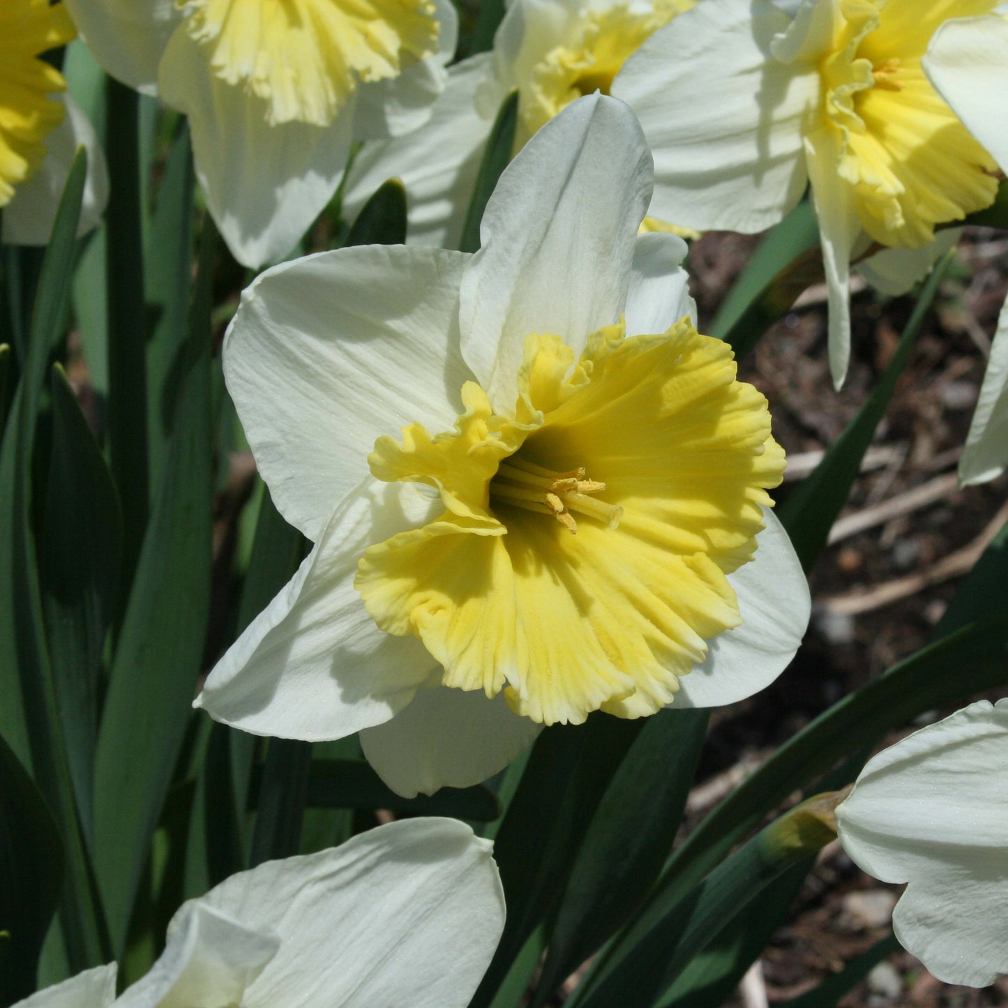 Daffodil - Ice Follies