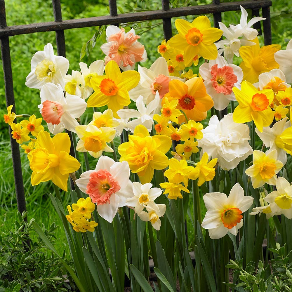 Daffodils - Mixed