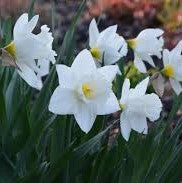 Daffodil - Mount Hood
