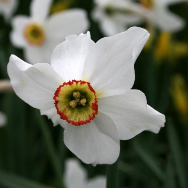 Daffodil - Pheasant Eye