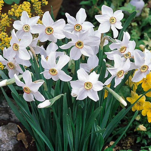 Daffodil - Pheasant Eye
