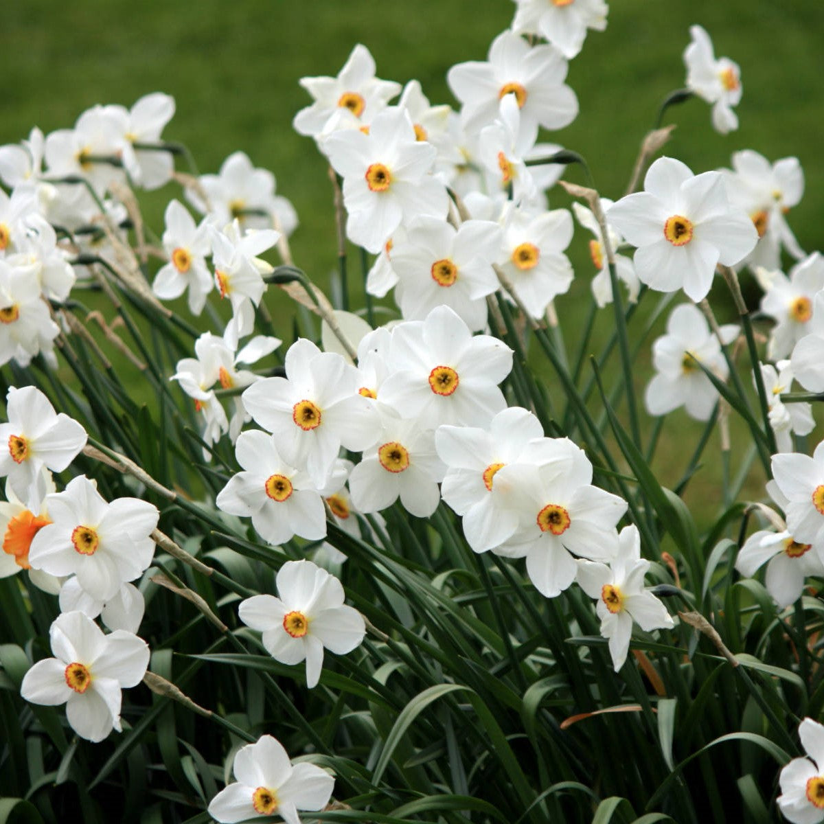 Daffodil - Pheasant Eye