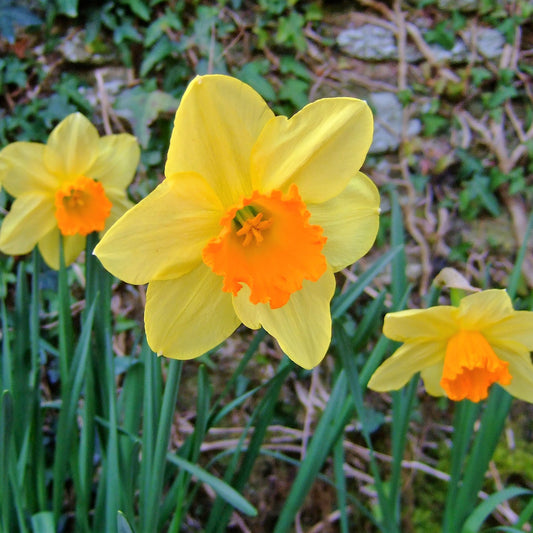 Daffodil - Red Devon
