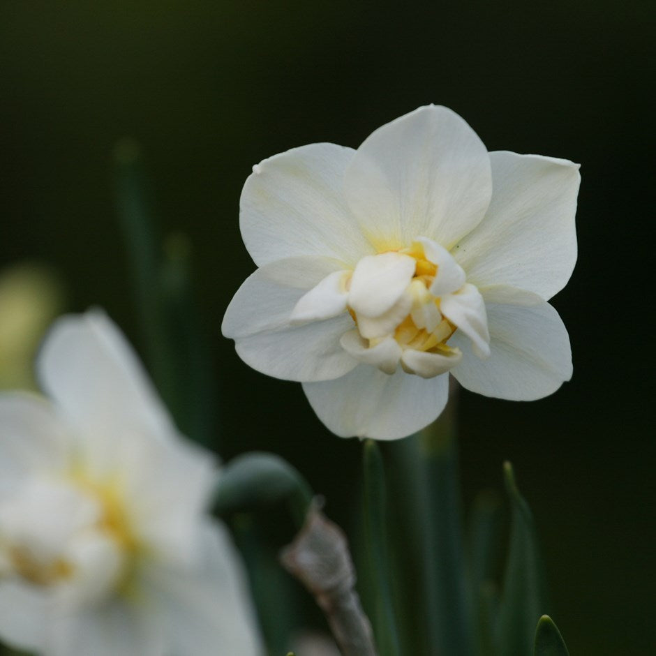 Daffodil - White Cheerfulness