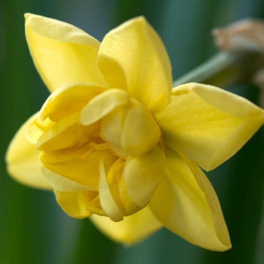 Daffodil - Yellow Cheerfulness