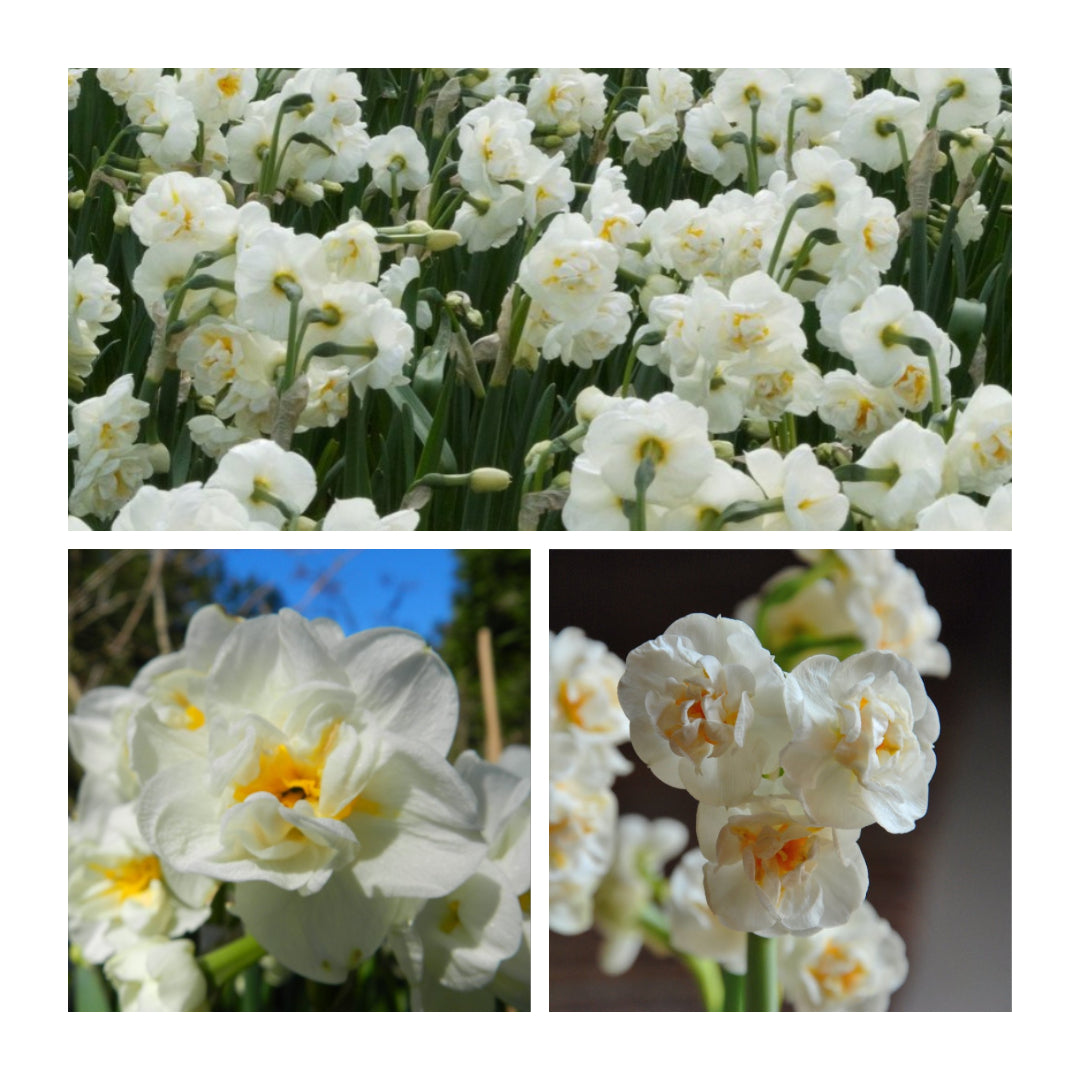 Daffodil - Bridal Crown