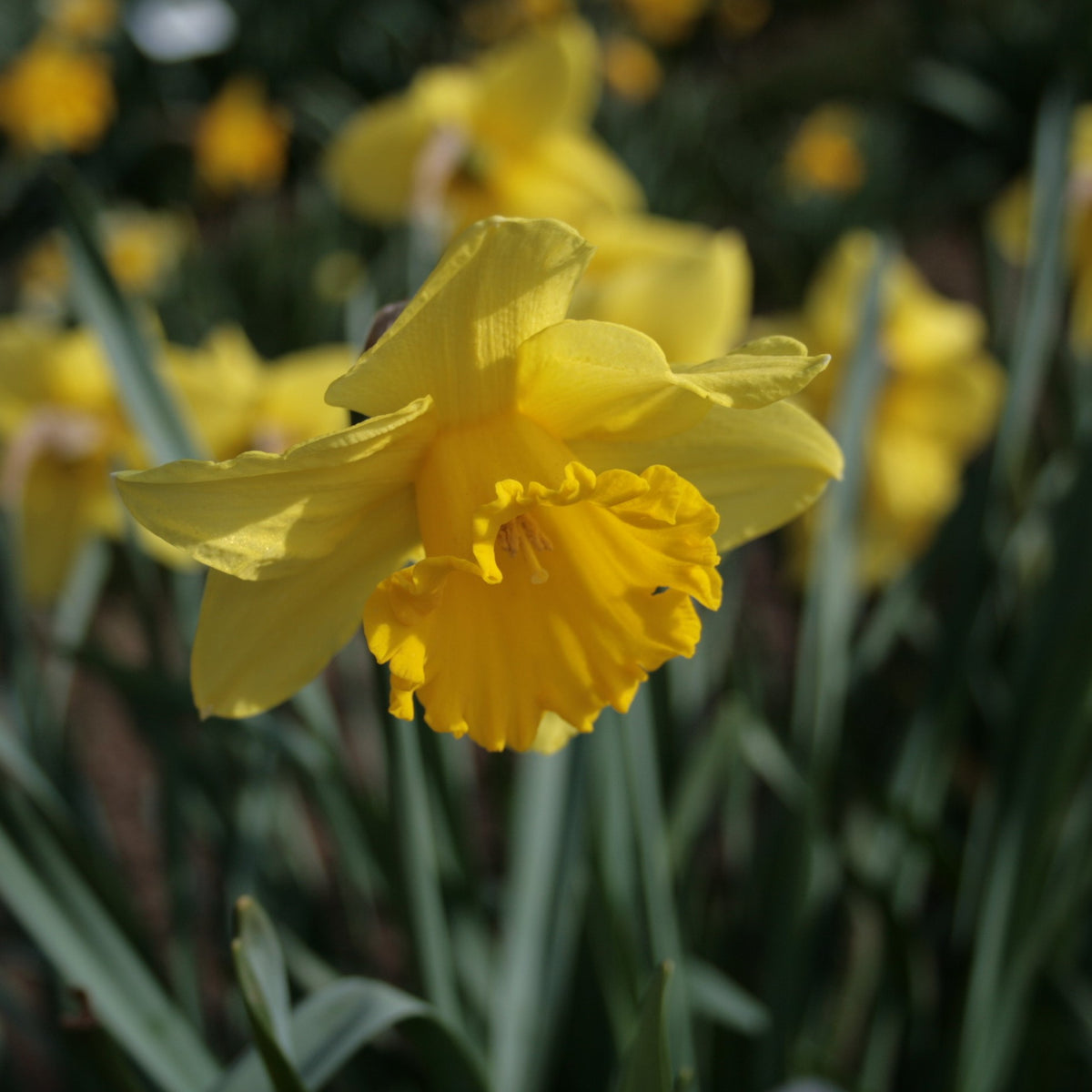 Humphreys Garden Daffodil Collection For Spring 27 x 50 Flower Bulbs -