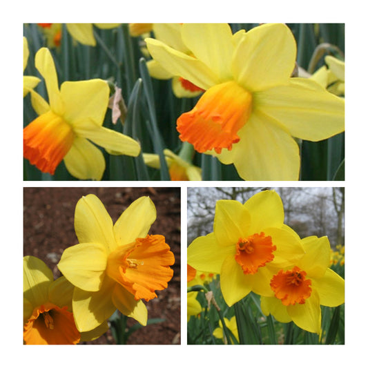 Daffodil - Fortune