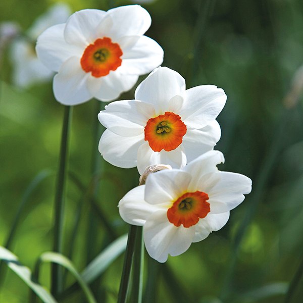 Humphreys Garden Daffodil Collection For Spring 27 x 50 Flower Bulbs -