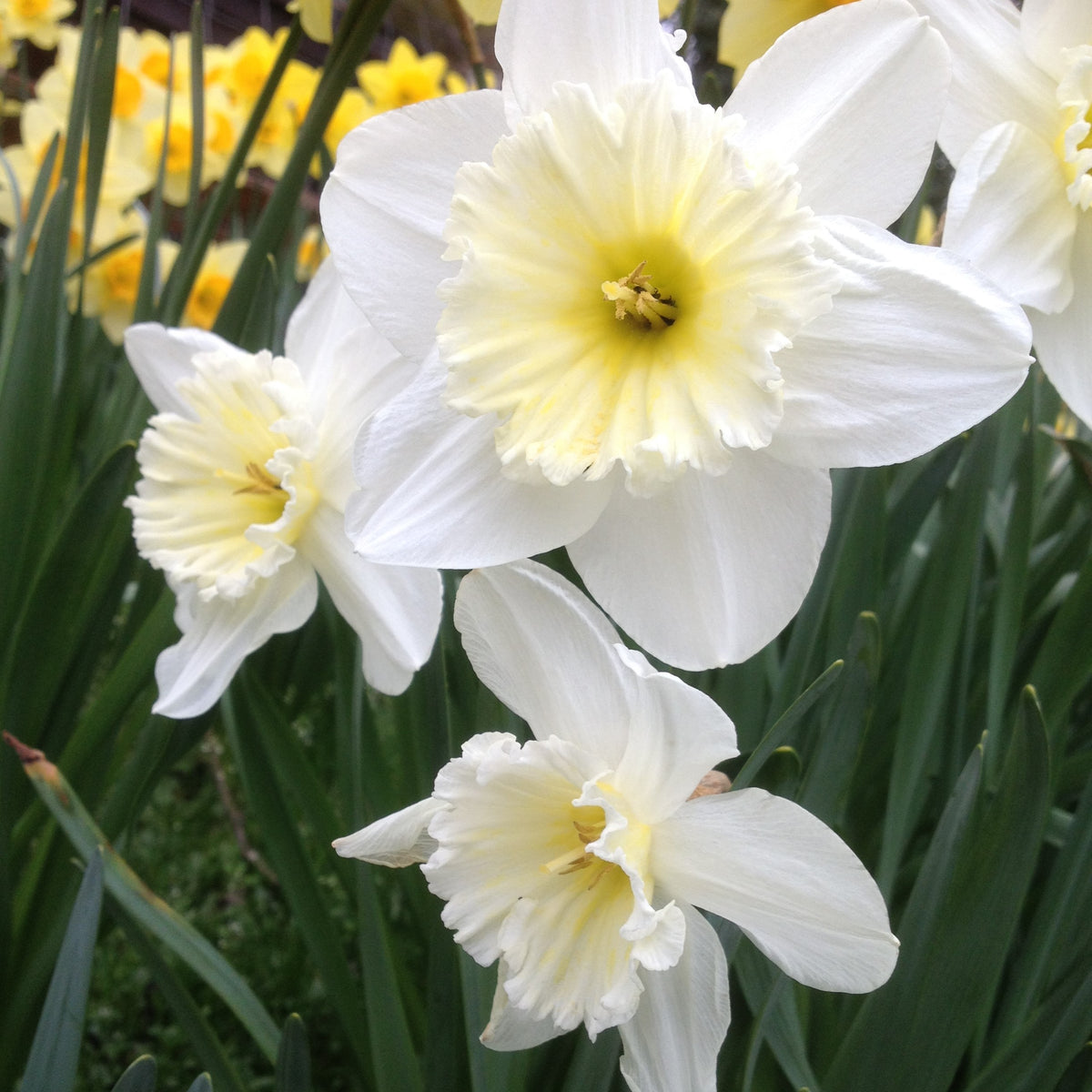 Humphreys Garden Daffodil Collection For Spring 27 x 50 Flower Bulbs -
