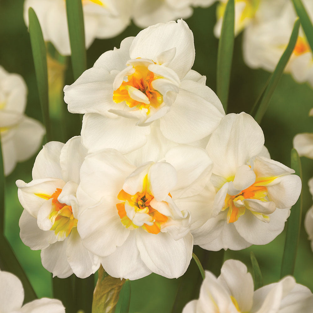 Humphreys Garden Daffodil Collection x 50 Flower Bulbs -