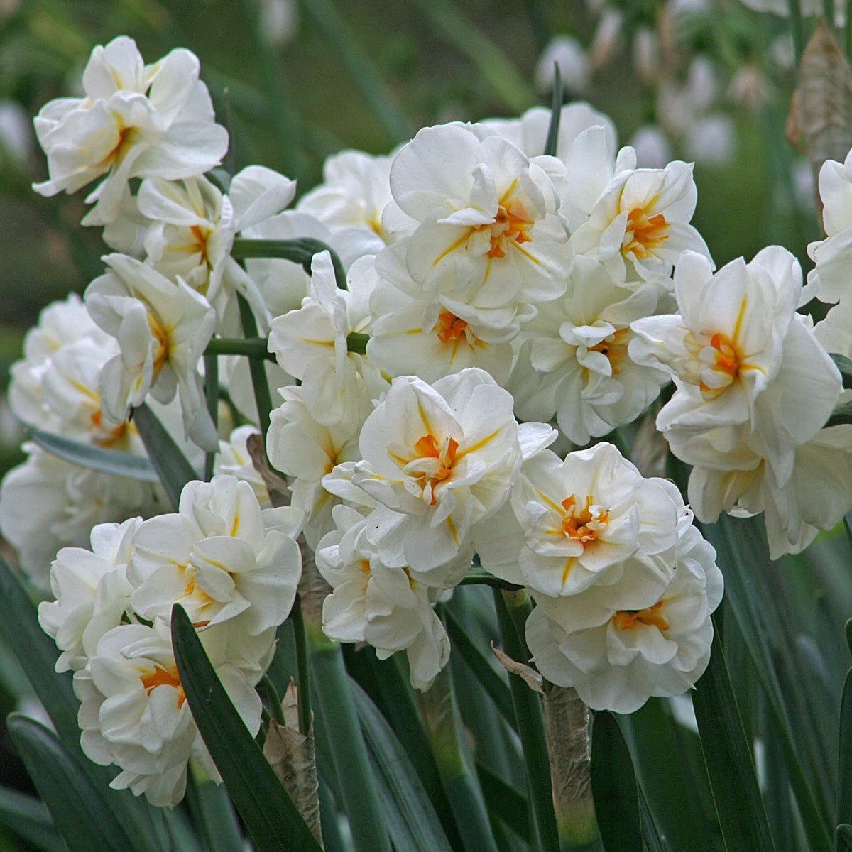 Humphreys Garden Daffodil Collection For Spring 27 x 50 Flower Bulbs -