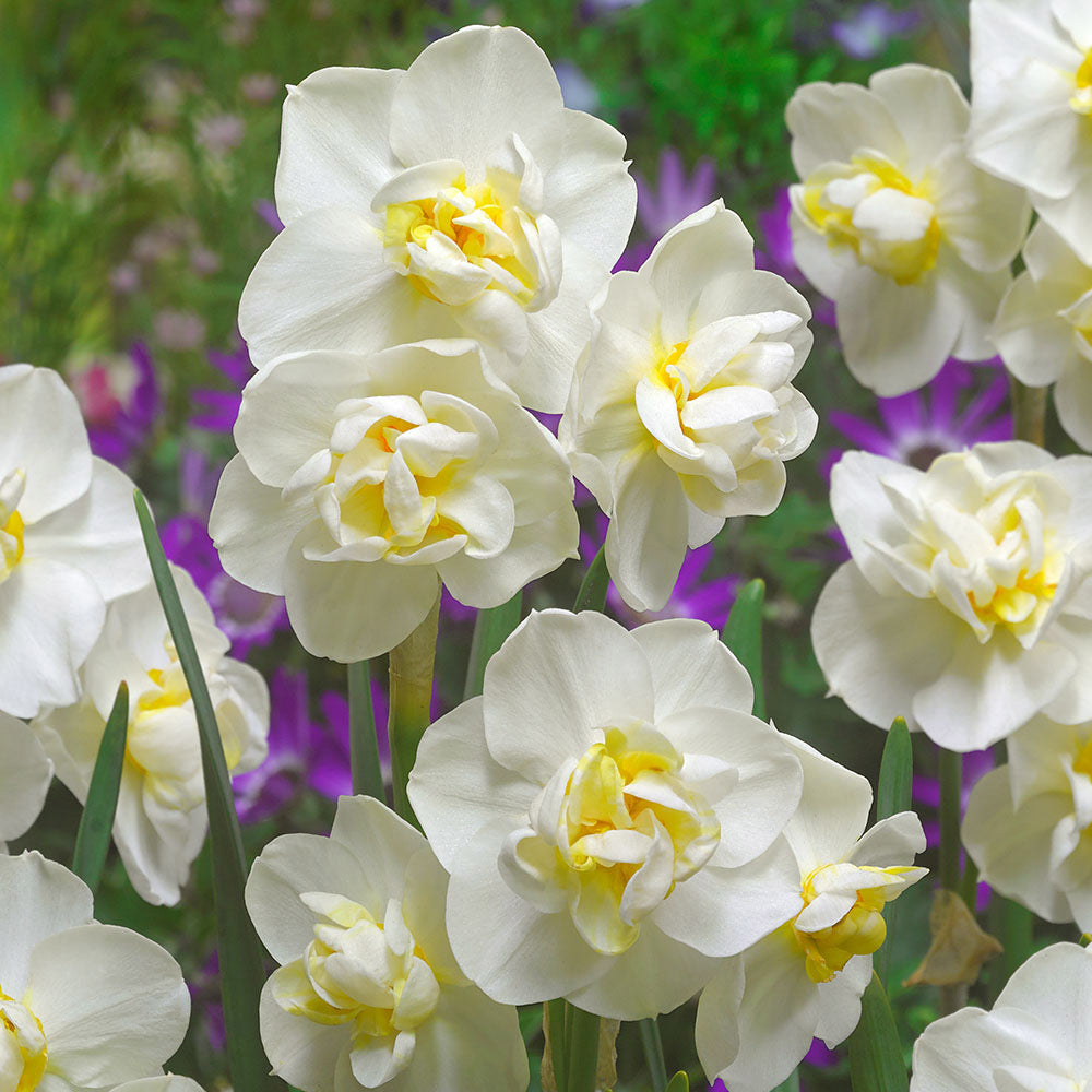 Humphreys Garden Daffodil Collection For Spring 27 x 50 Flower Bulbs -