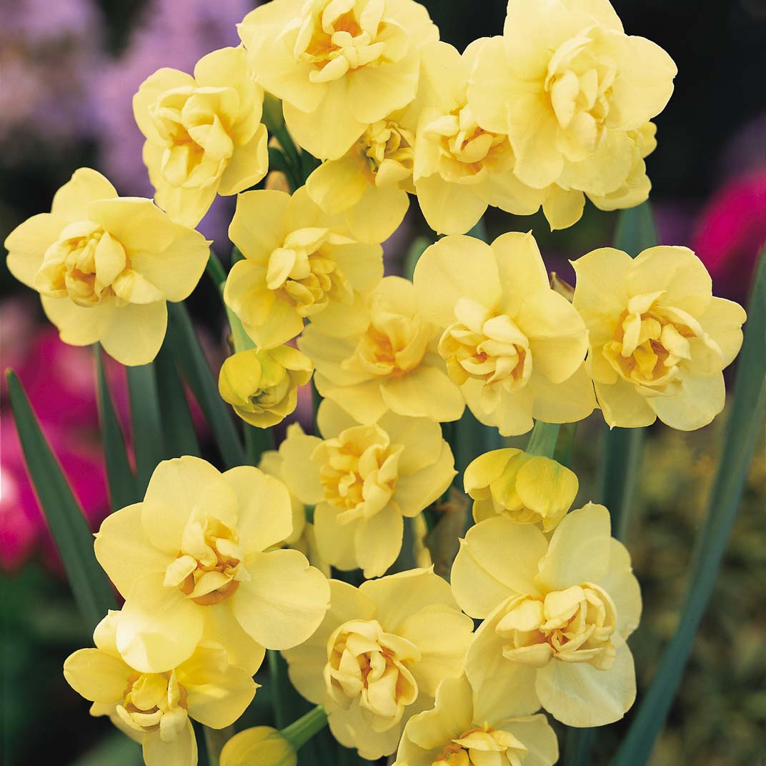 Humphreys Garden Daffodil Collection x 50 Flower Bulbs -
