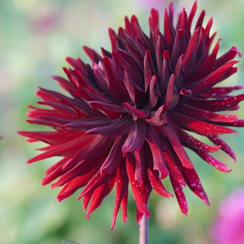 Dahlia Cactus - Black Jack