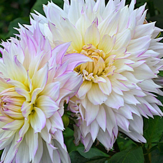 Dahlia Decorative - Crazy Love