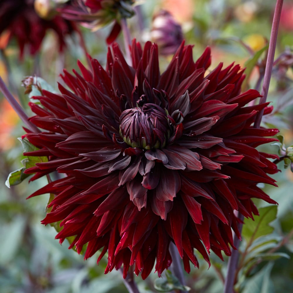 Dahlia Cactus - Black Jack