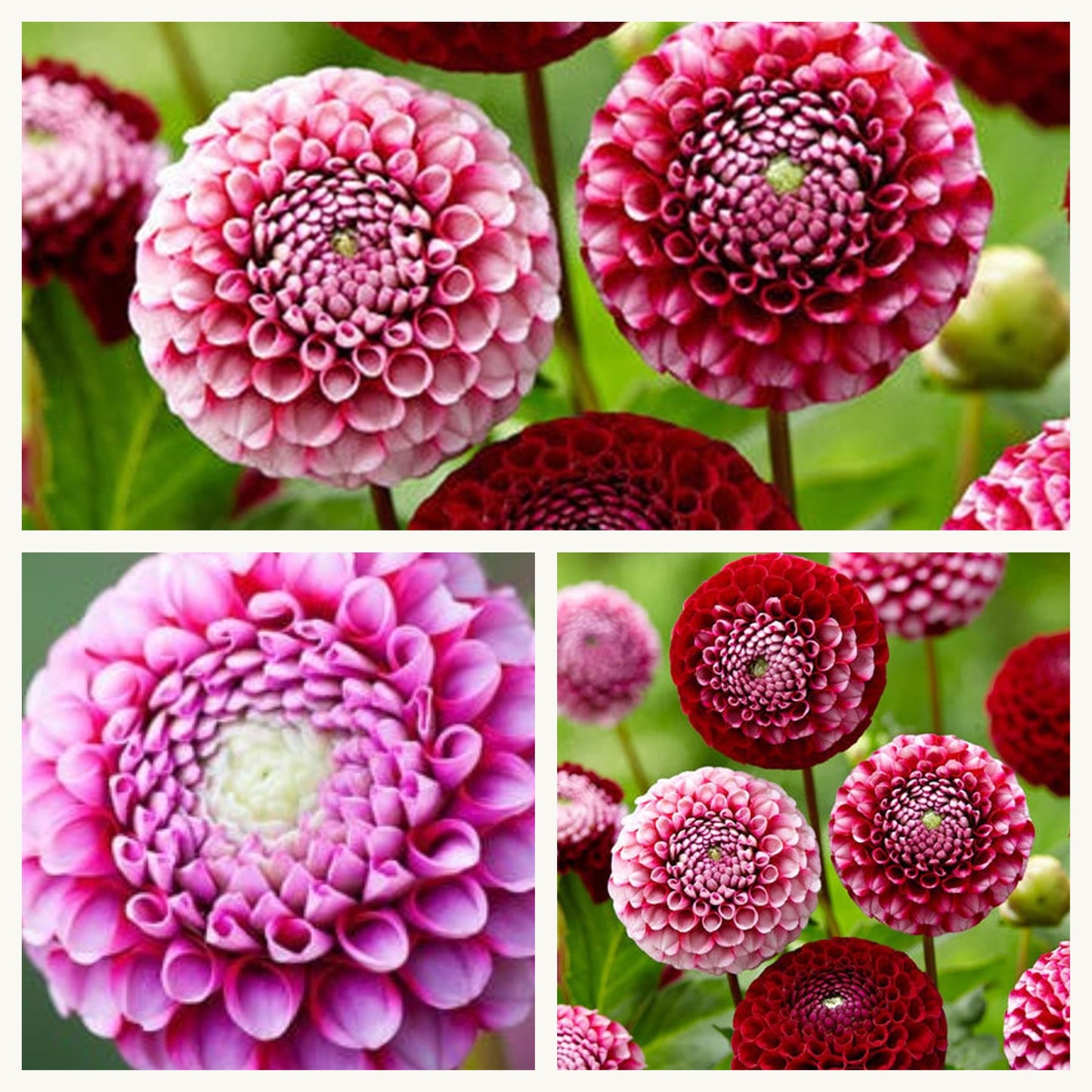 Dahlia Pompom - Chick A Dee US