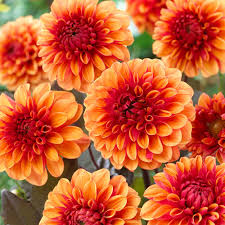 Dahlia Decorative - David Howard