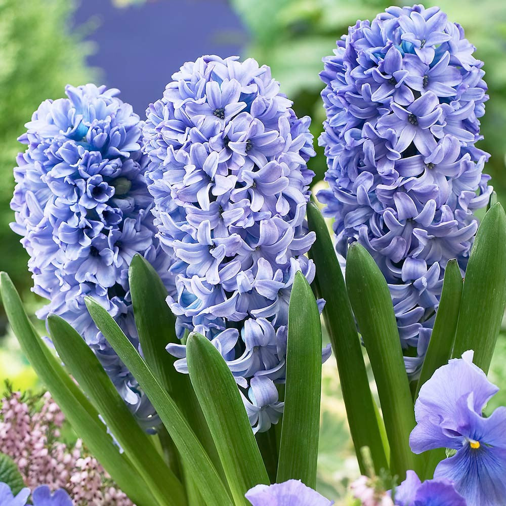 Narcissus Paperwhite and Hyacinth Delft Blue Flower Bulb Combo.