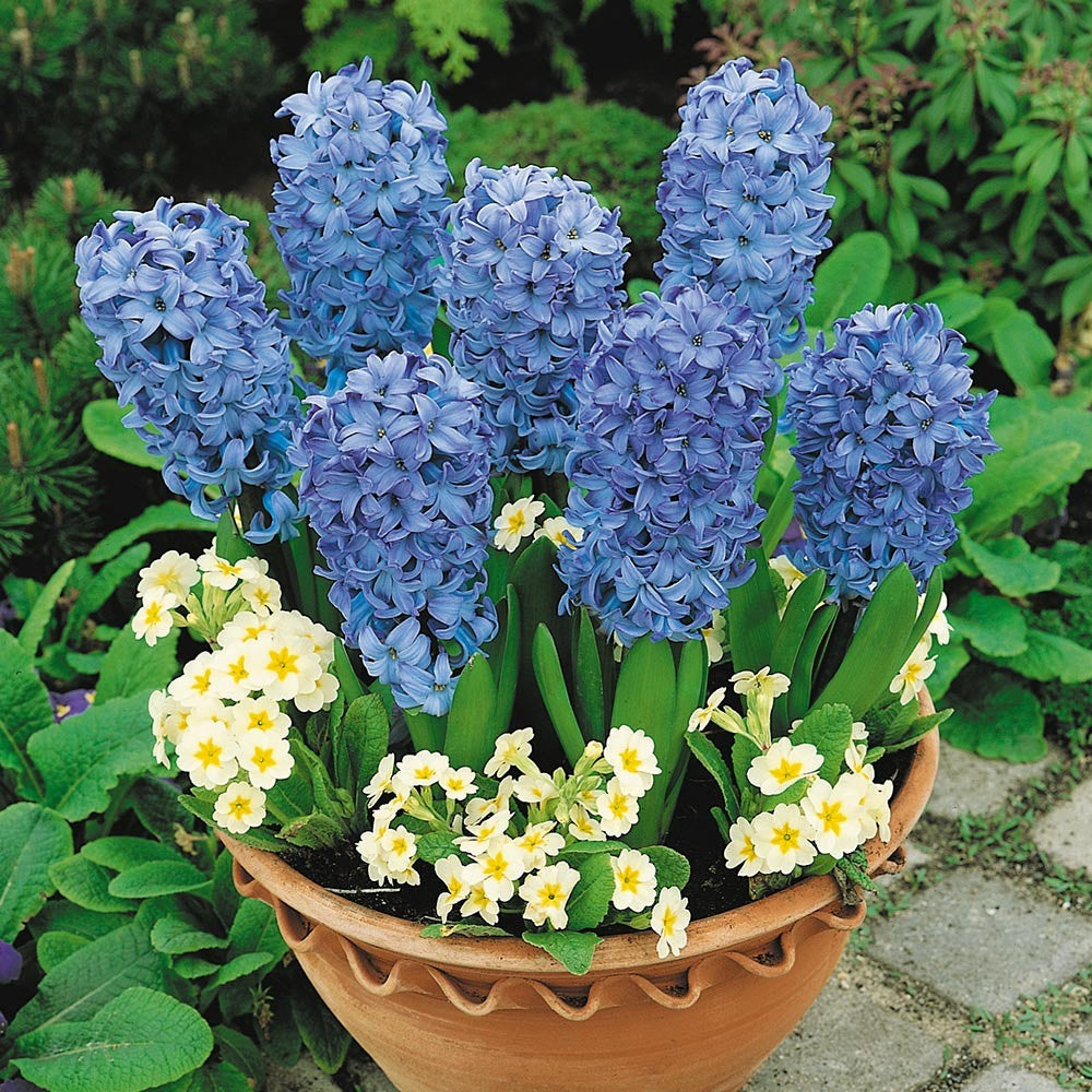 Narcissus Paperwhite and Hyacinth Delft Blue Flower Bulb Combo.
