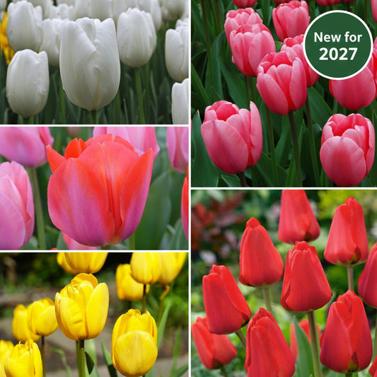 Delightful Darwin Collection - Perfect Gift For Gardeners