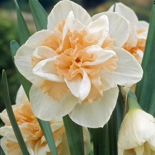 Daffodil - Delnashaugh
