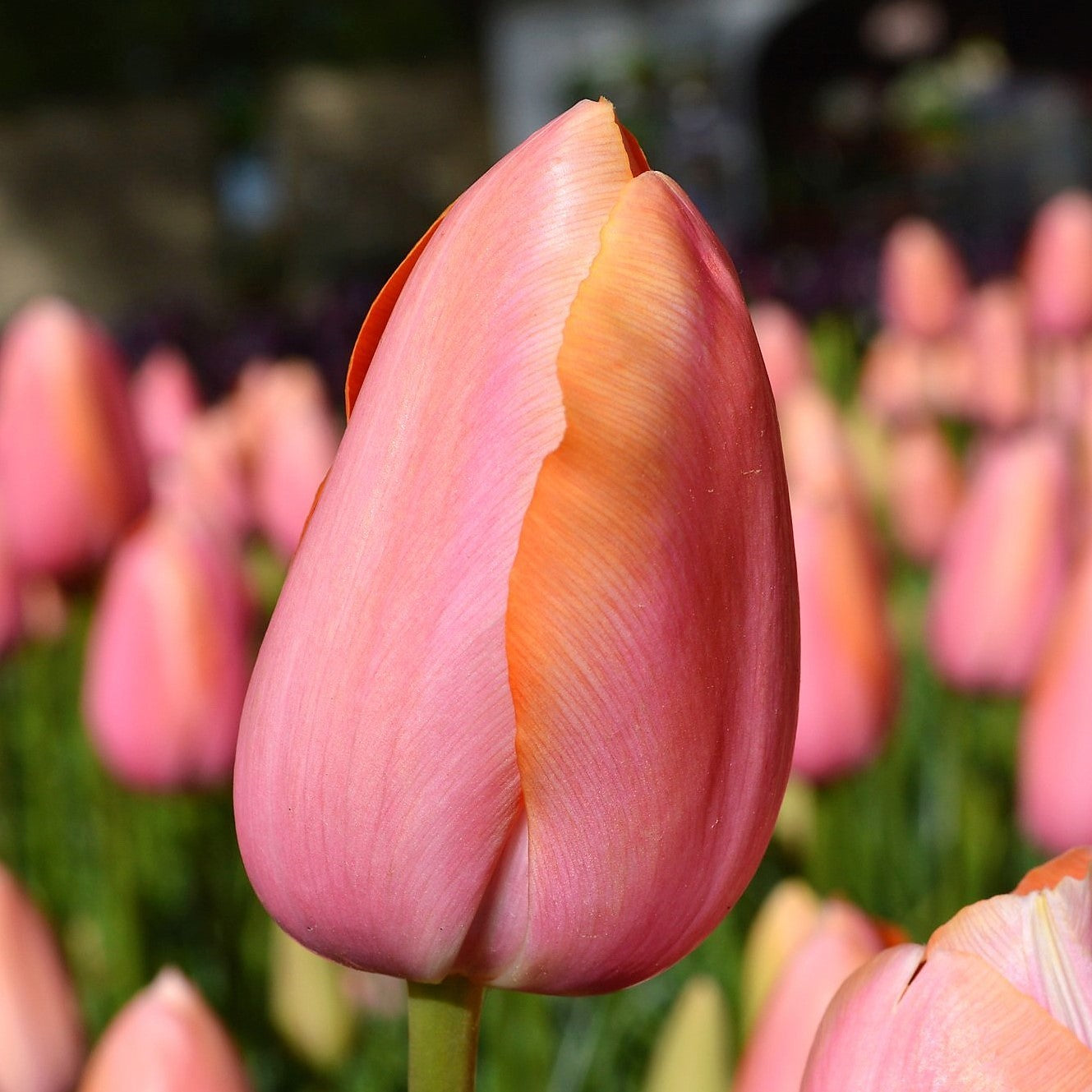 Tulip - Dordogne