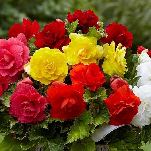 Double Begonia - Mixed