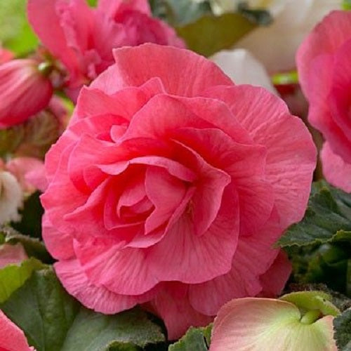 Double Begonia - Pink