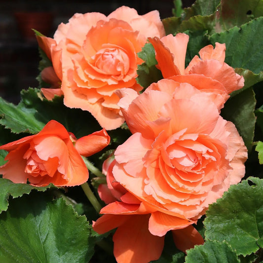 Double Begonia - Salmon