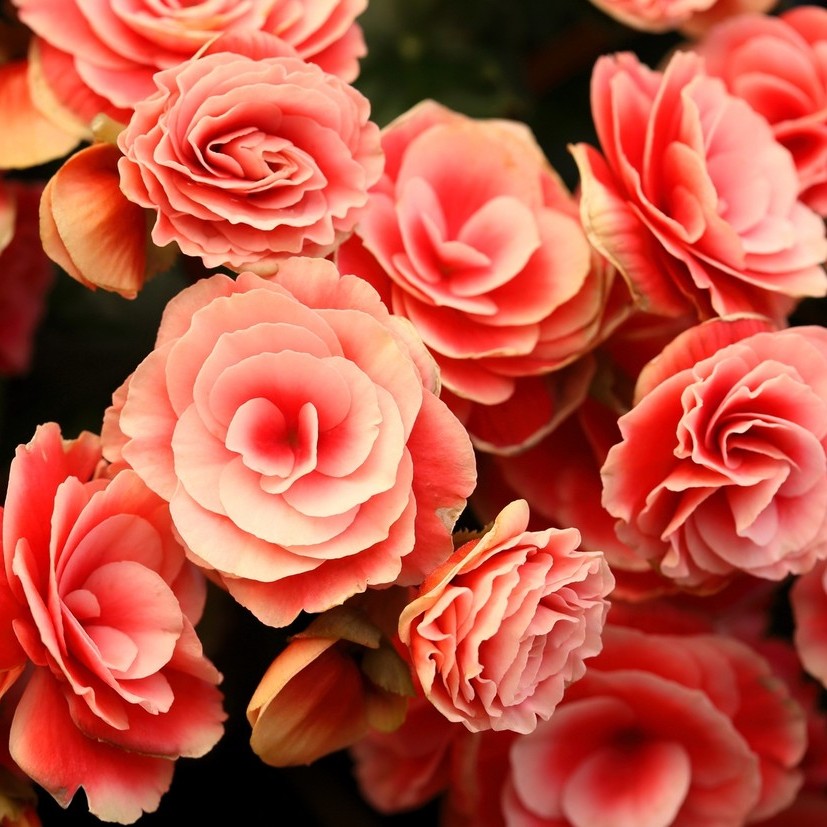 Double Begonia - Salmon