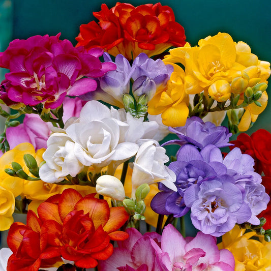 Double Freesia - Mixed