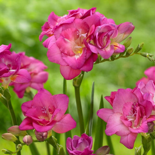 Double Freesia - Pink