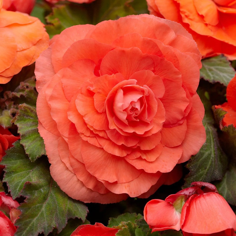 Double Begonia - Salmon